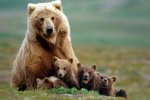 mother grizzly bear with 4 cubs in Alaska